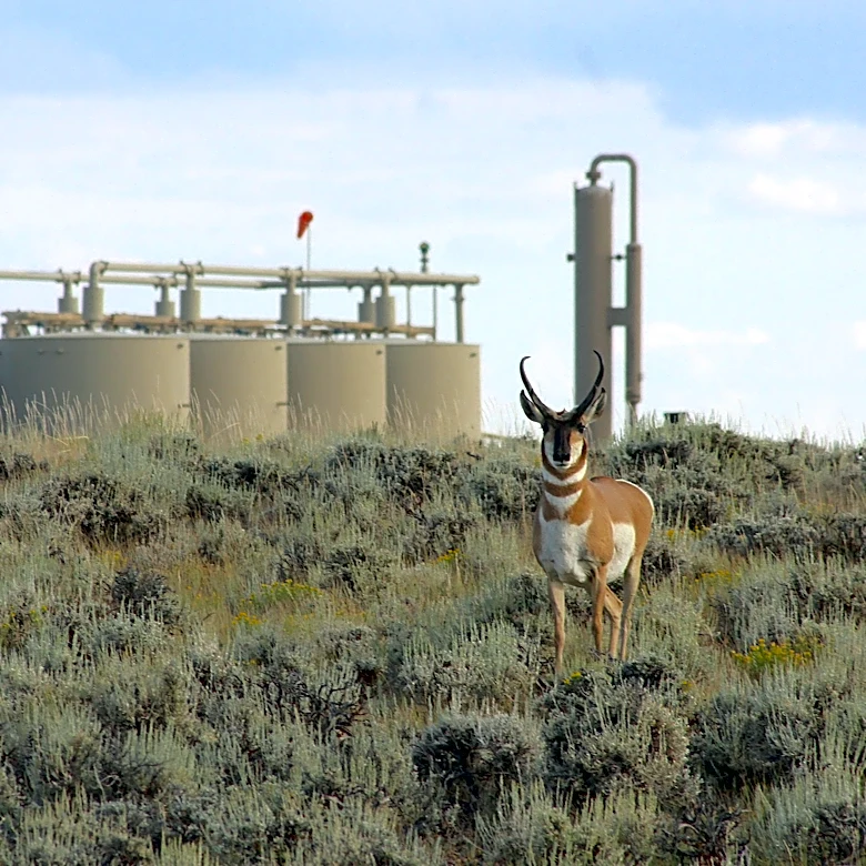 Wyoming’s ‘Path of the Pronghorn’ is a signature away from protections sought for a quarter century