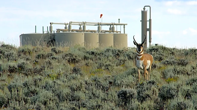 Wyoming’s ‘Path of the Pronghorn’ is a signature away from protections sought for a quarter century