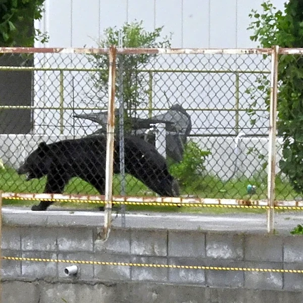 A bear injures 4 people in a residential area of Japan as the annual number of attacks rises