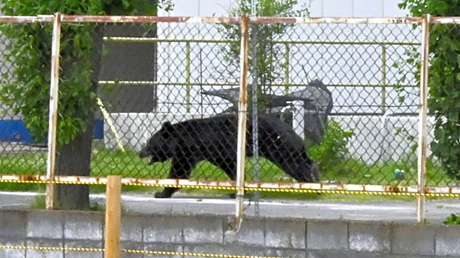 A bear injures 4 people in a residential area of Japan as the annual number of attacks rises