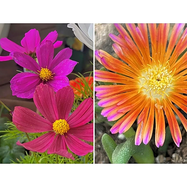 Flower gardens endure hot, dry summers better if you choose these plants