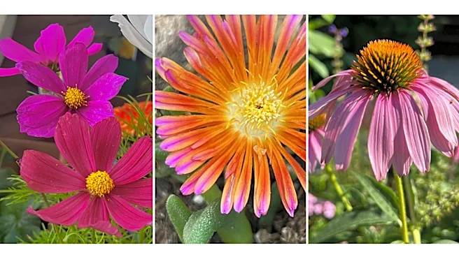 Flower gardens endure hot, dry summers better if you choose these plants