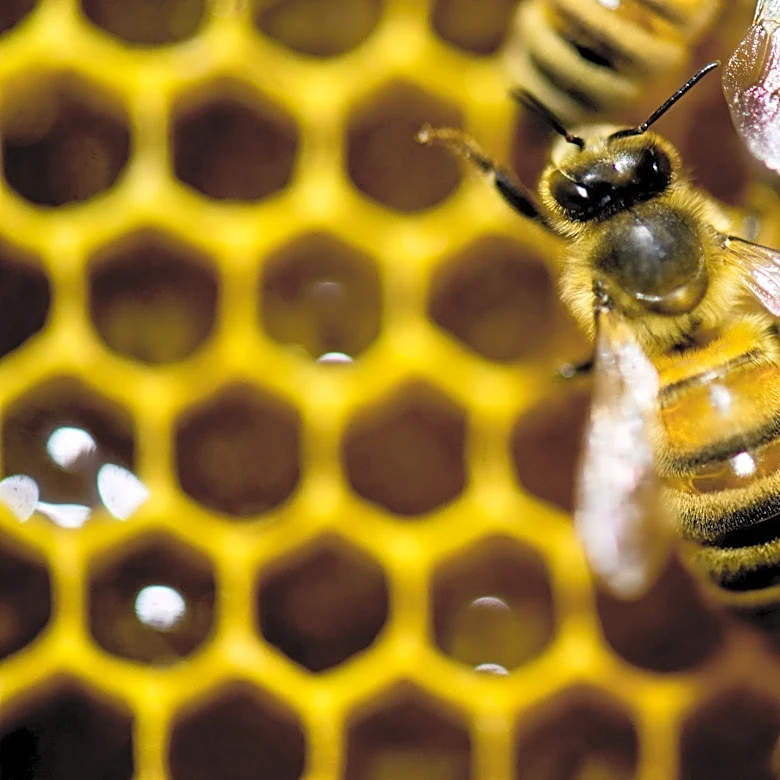A diet of royal jelly isn't the only thing that makes a queen bee