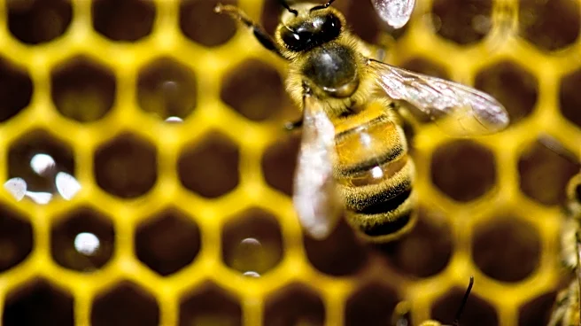 A diet of royal jelly isn't the only thing that makes a queen bee