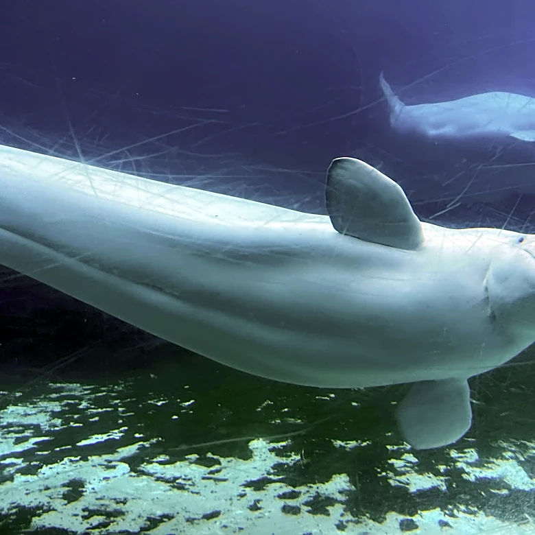 Canadian government endorses a plan to move whales from shuttered Marineland park to US and Spain