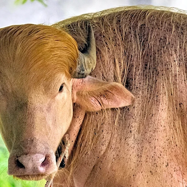 Buffalo named 'Donald Trump' for its golden locks is a sensation at a Bangladesh zoo