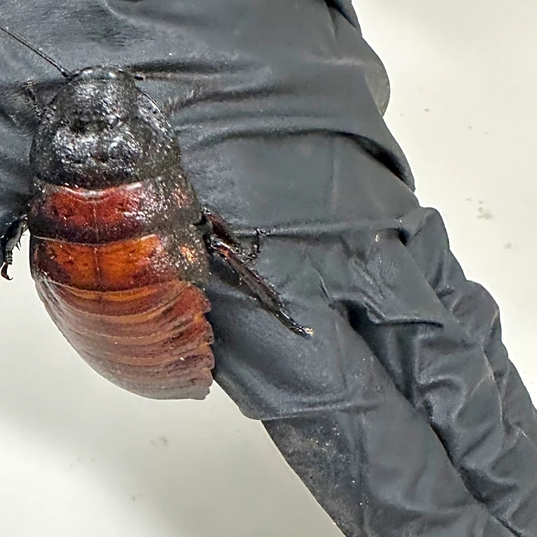 Australian cockroach kingpin caught with 100,000 illegal insects in record bug bust