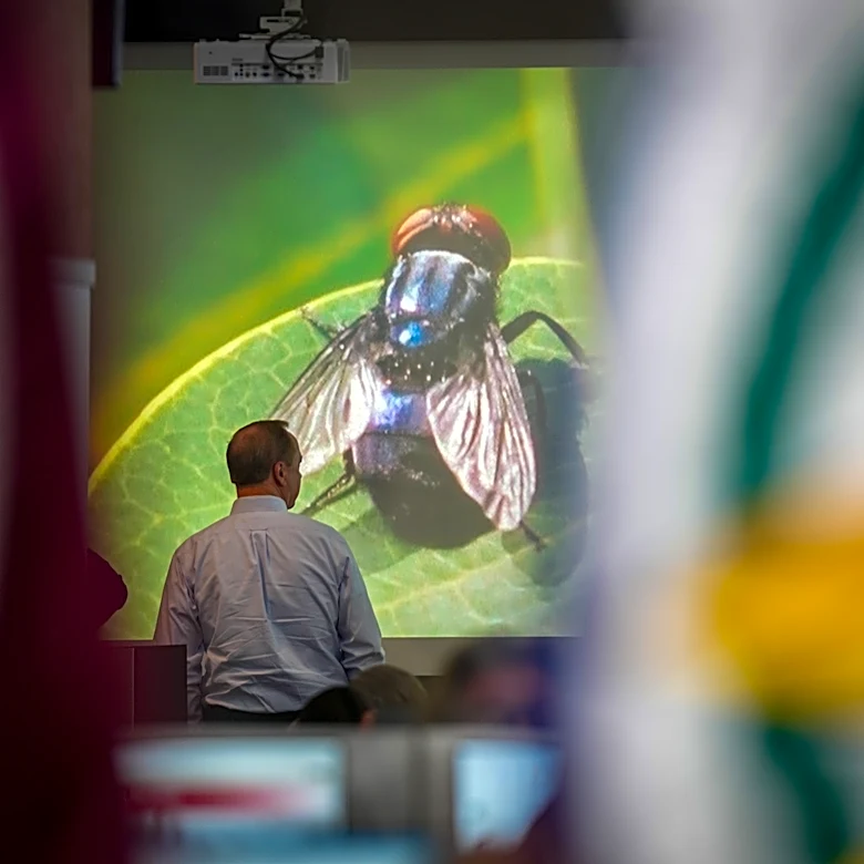 Texas governor wants to speed up work on a fly-breeding factory to fight a cattle parasite