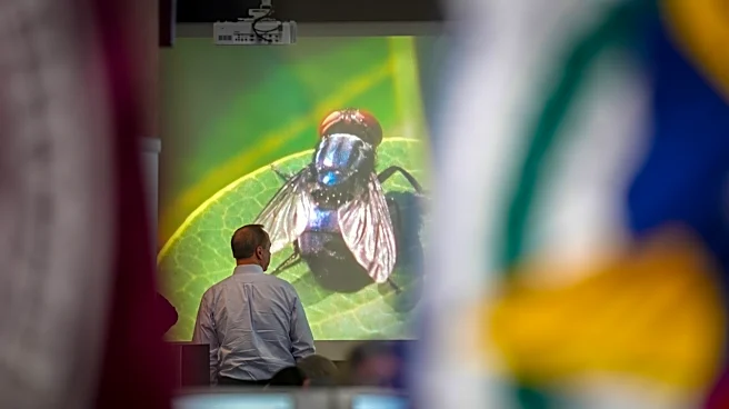 Texas governor wants to speed up work on a fly-breeding factory to fight a cattle parasite