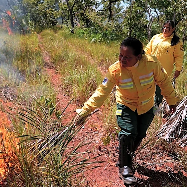 In Brazil’s Cerrado region, Indigenous fire practices reshape wildfire strategy