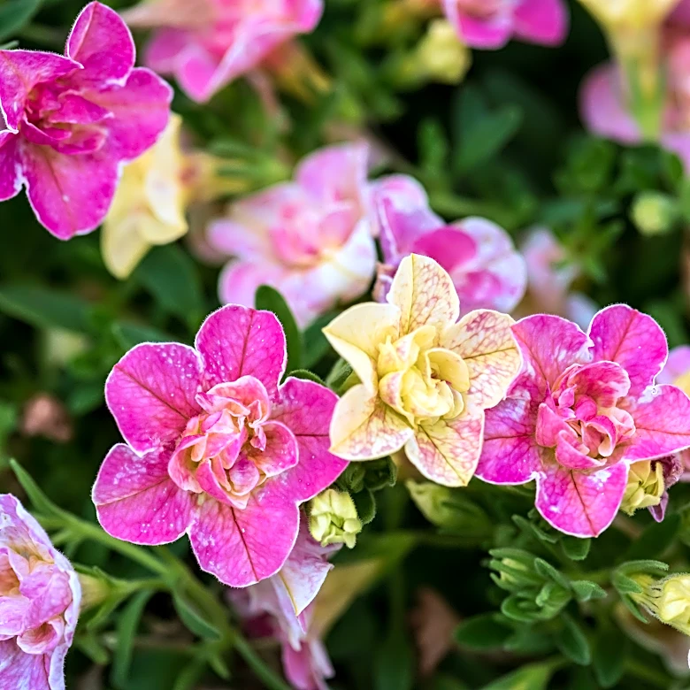 The AP's gardening expert has a list of 10 top-performing new plants for this season