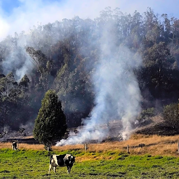 Colombia passes law to track cattle and keep deforestation-linked beef out of supply chains