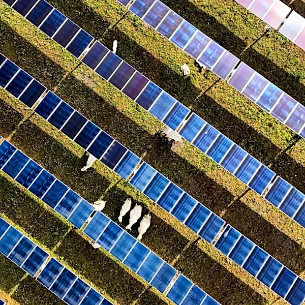 Solar power hits new milestones in the US even as Trump boosts coal over clean energy