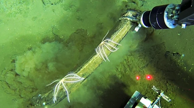 Scientists discover a deep whale graveyard that is teeming with life
