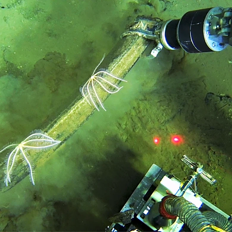 An ancient whale graveyard in the Indian Ocean teems with life