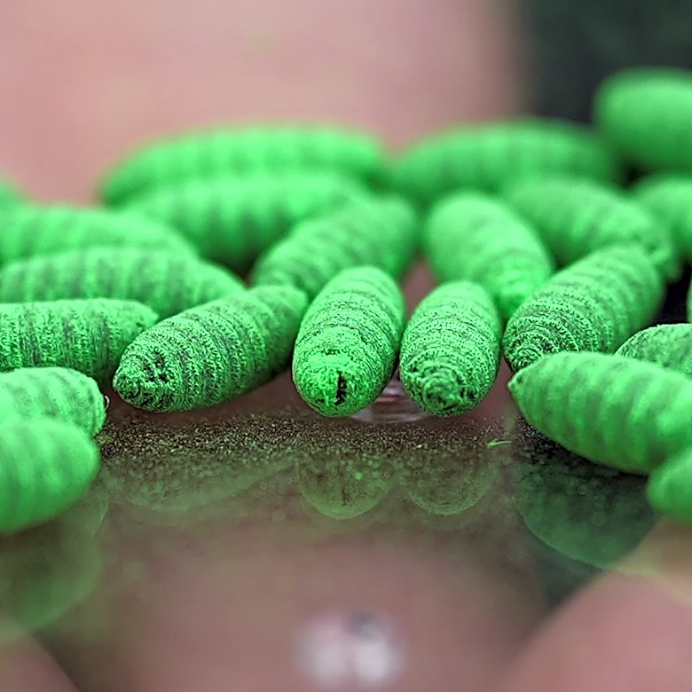 Political blame game follows as screwworm parasite threatens cattle in Texas