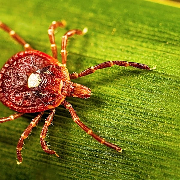 What to know about alpha-gal syndrome, the life-threatening meat allergy caused by tick bites