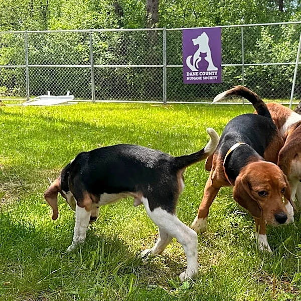 Wisconsin beagle farm closing and hundreds of its dogs will be sent to a Florida rescue group