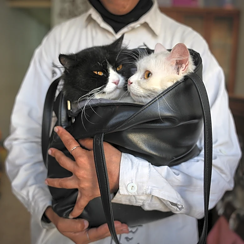 Photos of a rare veterinary clinic still open in war-battered Gaza