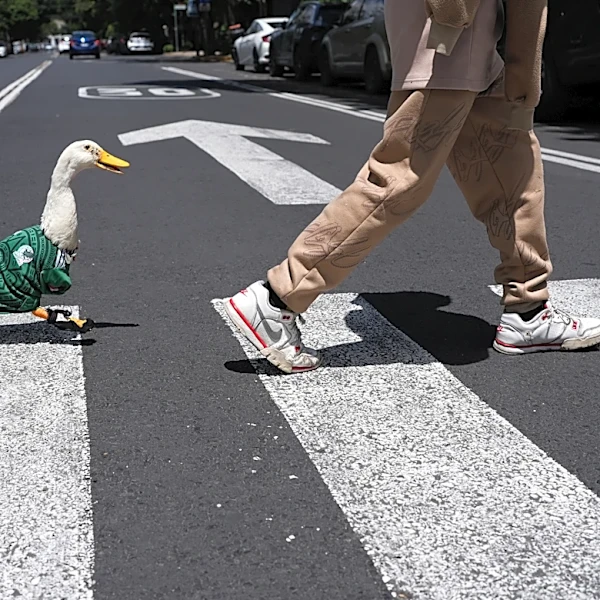 Meet Merlin the duck, a Mexico City streetside regular turned World Cup mascot