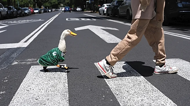 Meet Merlin the duck, a Mexico City streetside regular turned World Cup mascot