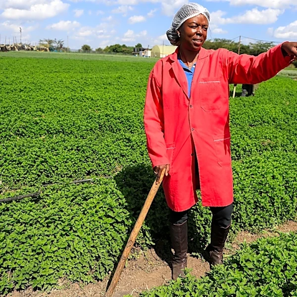 Solar cold storage helps African farmers cut losses and reach global markets