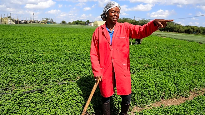 Solar cold storage helps African farmers cut losses and reach global markets