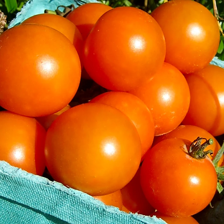 5 tomato superstars for a mouthwatering summer harvest