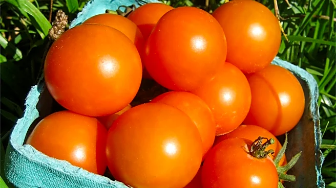 5 tomato superstars for a mouthwatering summer harvest