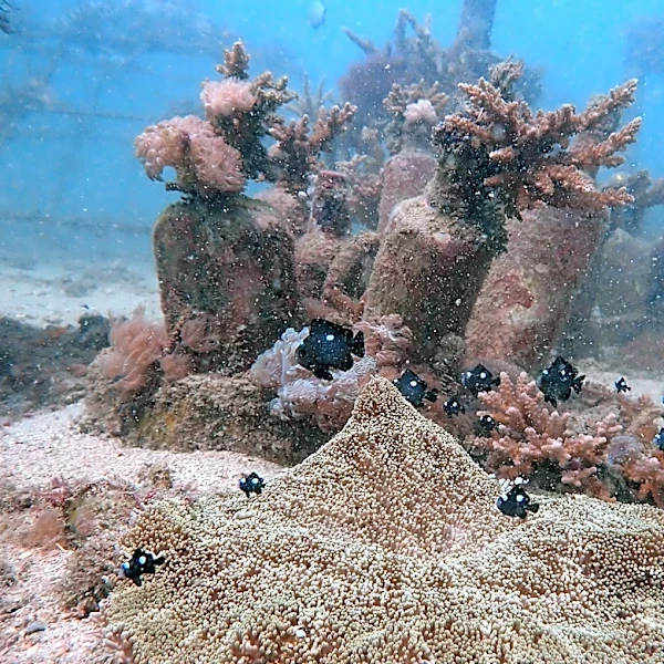 African and Commonwealth nations in Kenya urge quick execution of a key treaty protecting oceans