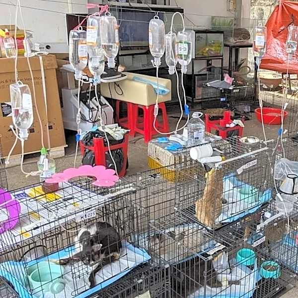 Police rescue more than 400 cats from being eaten in Vietnam in a bust of a major animal theft ring