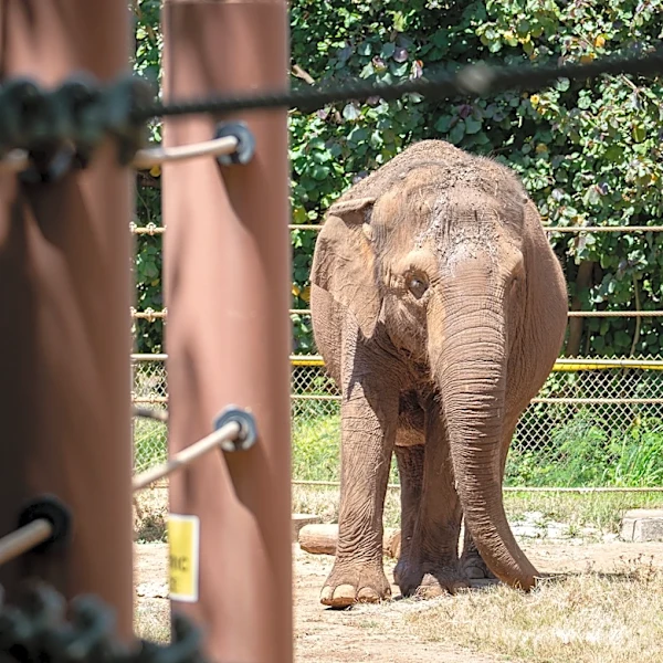 Should Animals Have Human Rights? Hawai‘i Court To Decide