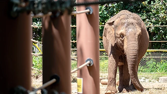 Should Animals Have Human Rights? Hawai‘i Court To Decide