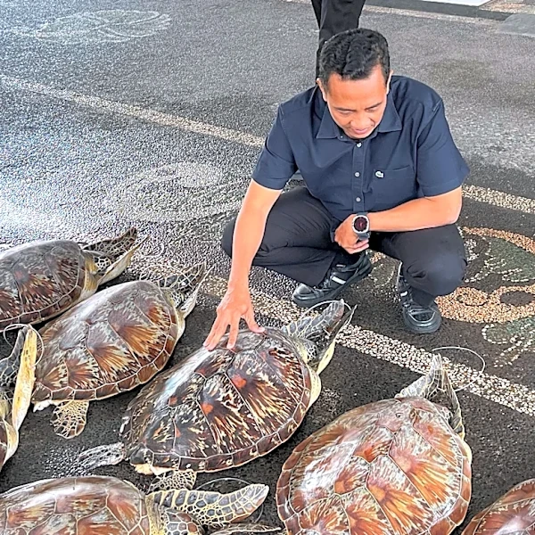 Police in Bali foil an attempt to trade protected 21 live green sea turtles and arrest a suspect