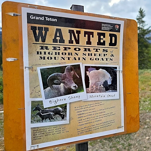 Wanted: The Teton Range’s few remaining mountain goats