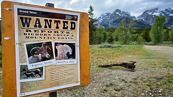 Wanted: The Teton Range’s few remaining mountain goats