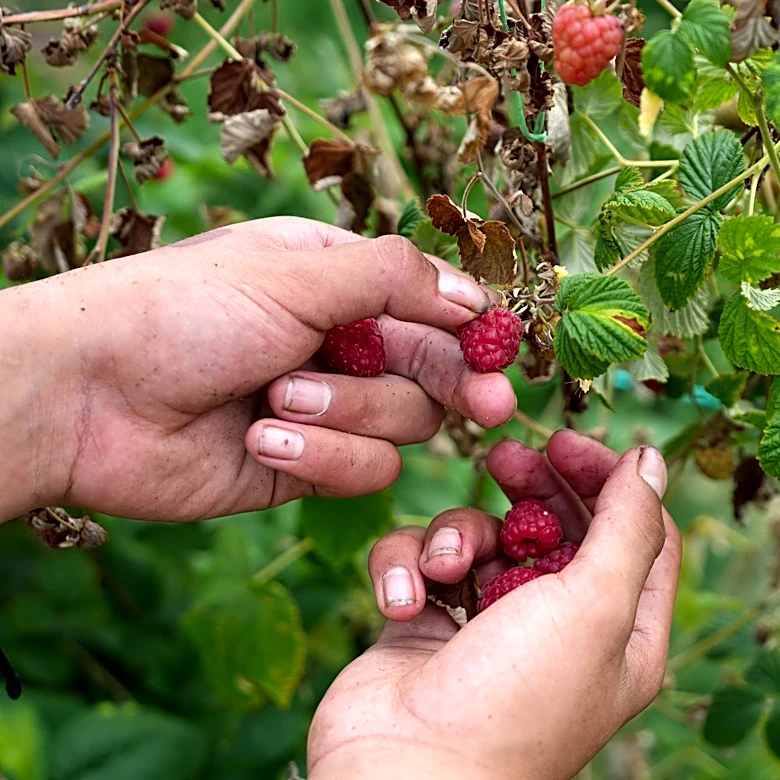 A Serbian town is known for raspberries that are exported around the world