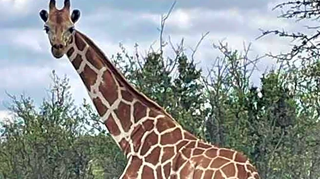 A giraffe named Gracie escaped in Texas. No one can seem to find her