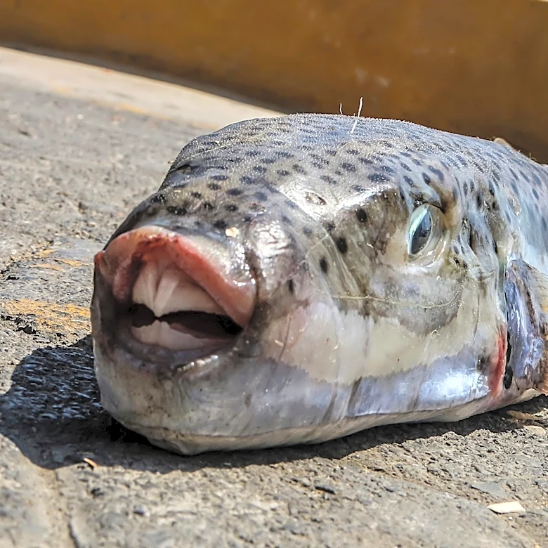 Greece is paying fishermen to catch toxic toadfish invading the warming Mediterranean