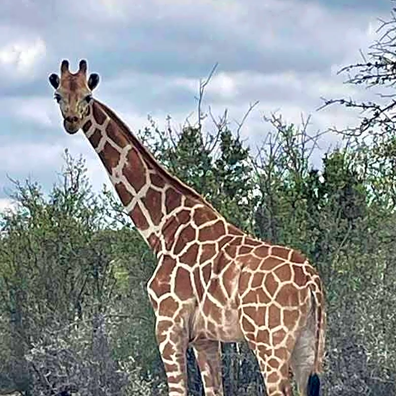 Gracie the Giraffe, who went missing after wandering off a Texas ranch, is finally found