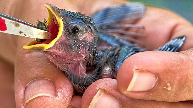 People aren’t the only ones hit by heat. What to do if you see wildlife affected by hot temperatures