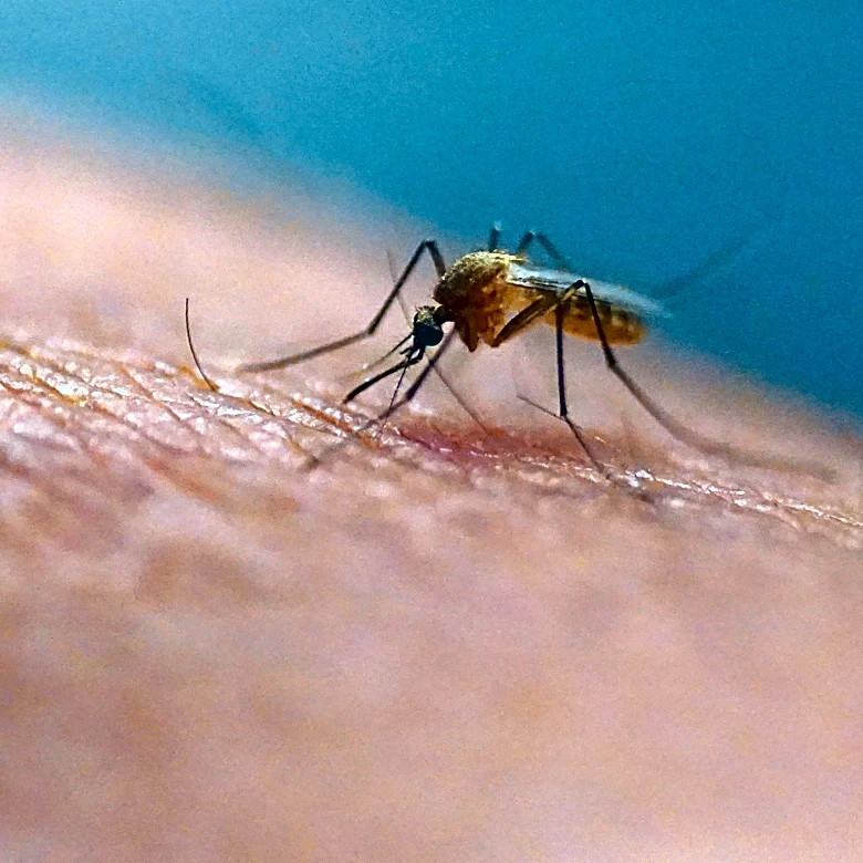 Scratching that bug bite might feel good at first but science explains why it's a bad idea