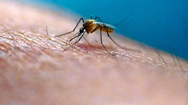 Scratching that bug bite might feel good at first but science explains why it's a bad idea