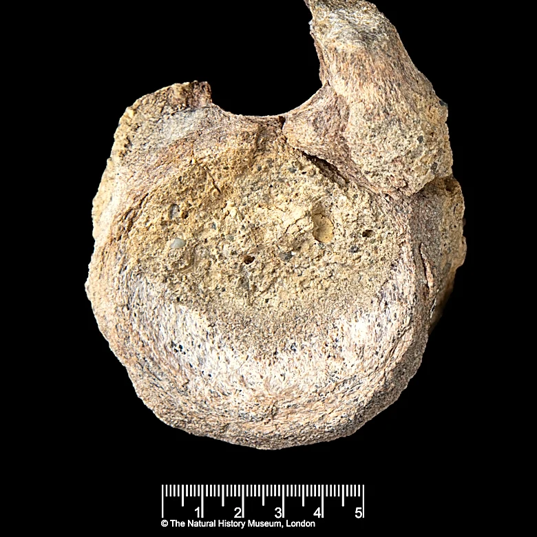 A rare dinosaur fossil from Antarctica is found tucked away in a drawer