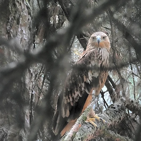 Feliks the eagle is back home in Serbia after a kidnap ordeal in the Middle East