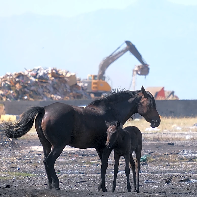 Animal welfare activists in Montenegro worried about horses in scorching European heat