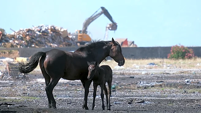 Animal welfare activists in Montenegro worried about horses in scorching European heat