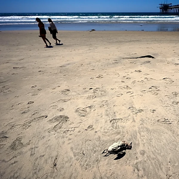 A marine heat wave caused seabird deaths off California. El Nino could worsen the die-off