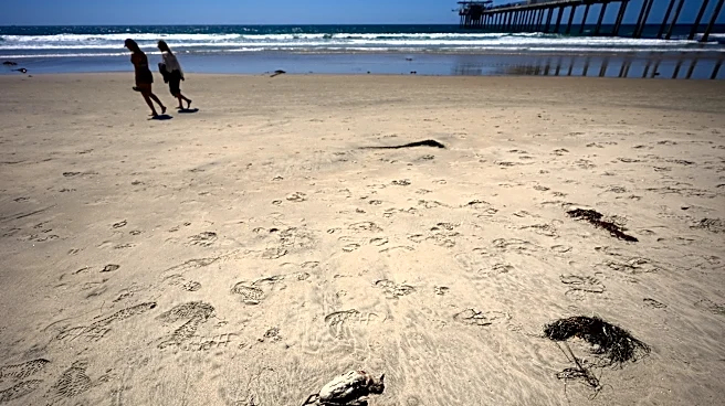 A marine heat wave caused seabird deaths off California. El Nino could worsen the die-off