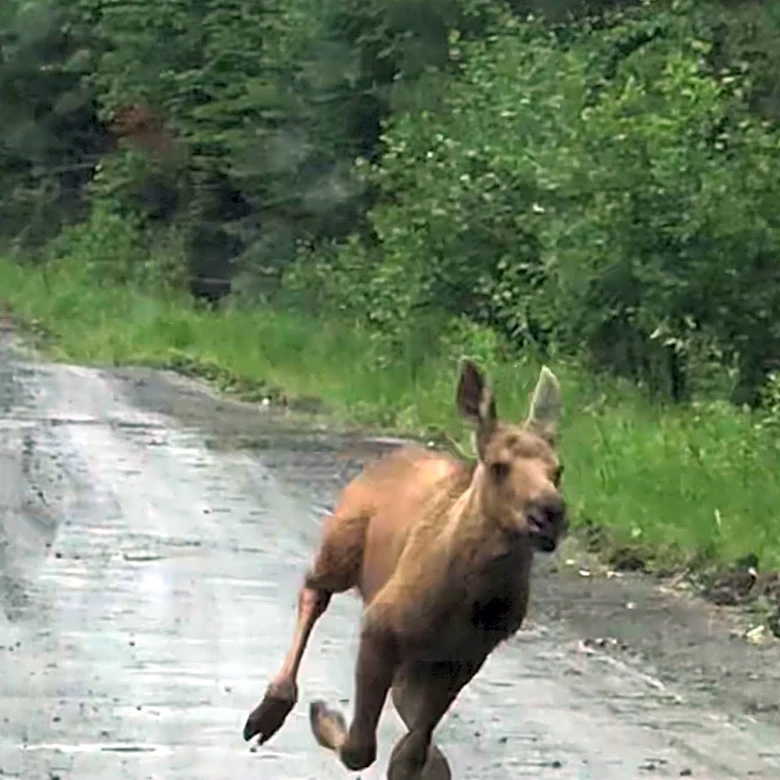 Maine couple spots a bear chasing a moose calf and helps it escape